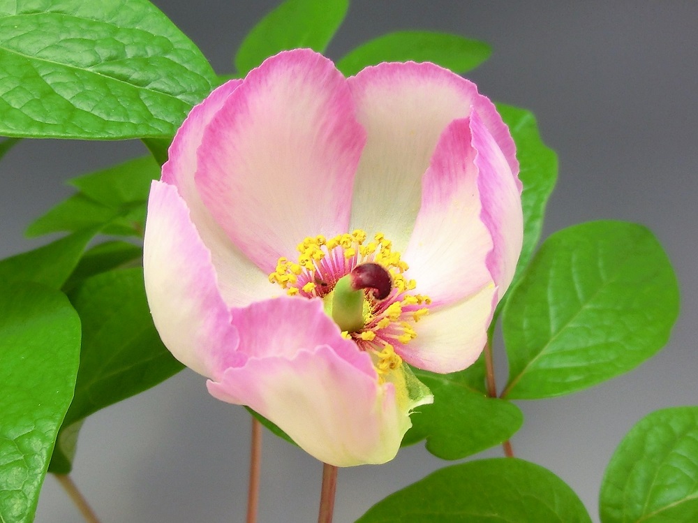 山野草】斑入り ヤマシャクヤク 6 「覆輪」