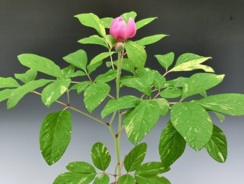 山野草斑入、ヤマシャクヤク◇紅花ヤマシャク（北海道） 2～3年生